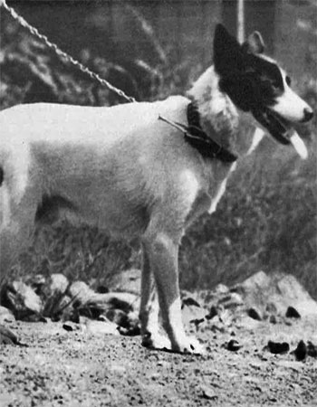 Le chien ours des Tahltan